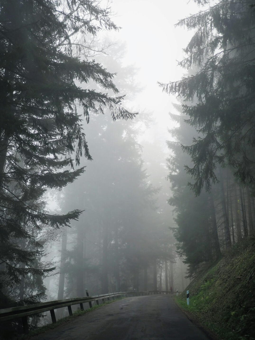 foggy forest path